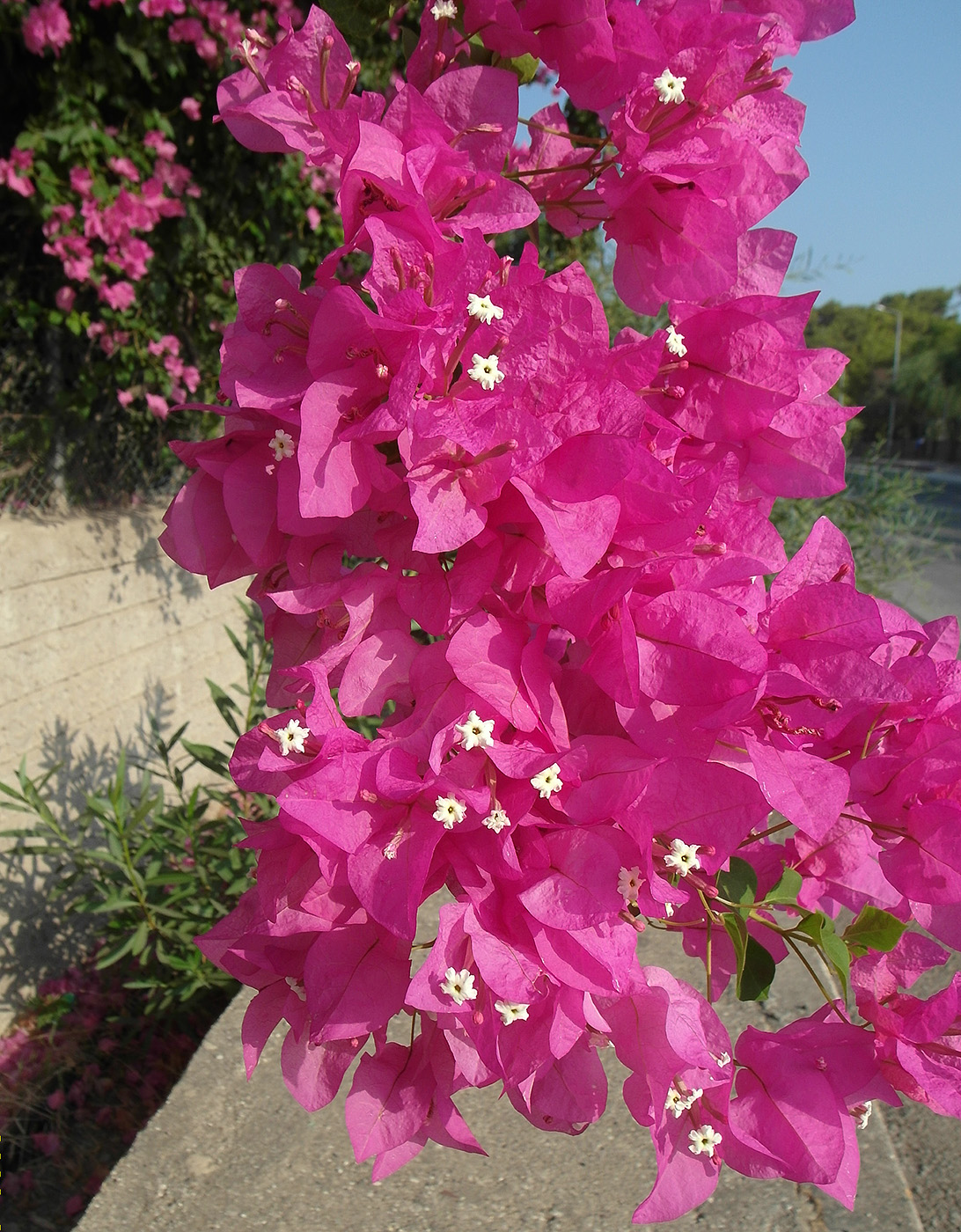 Image of Bougainvillea glabra specimen.