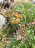 Anemonastrum biarmiense. Соплодие. Челябинская обл., Златоустовский гор. округ, национальный парк \"Таганай\", гора Круглица, рядом с вершиной. 6 июля 2023 г.