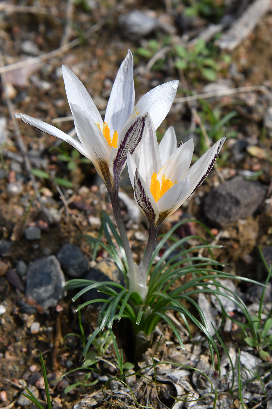 Image of Crocus alatavicus specimen.