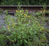 Oenothera rubricaulis. Цветущее растение. Пермский край, Кунгурский муниципальный округ, с. Моховое, станция Иренский, между железнодорожными путями. 06.08.2023.