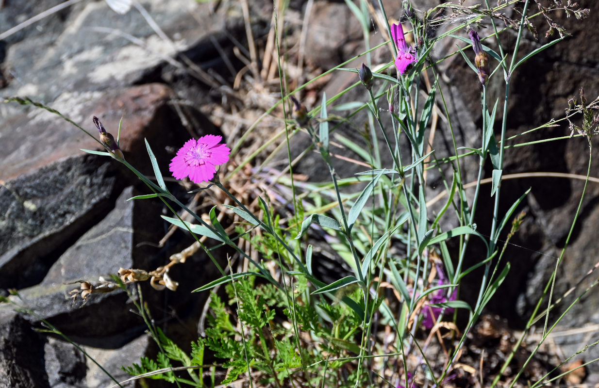 Image of Dianthus versicolor specimen.