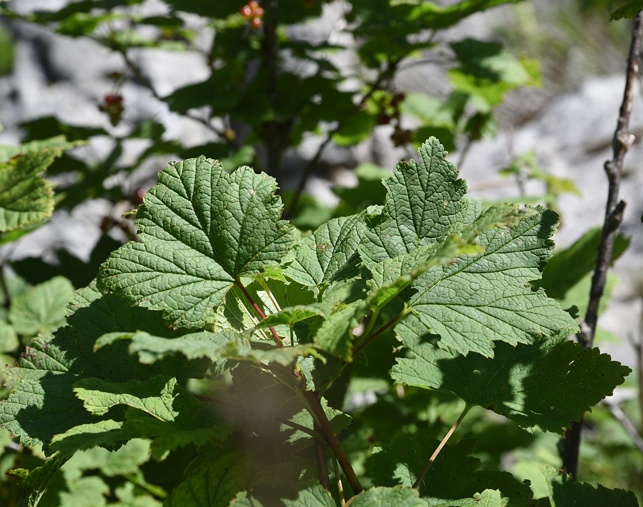 Изображение особи Ribes alpinum.