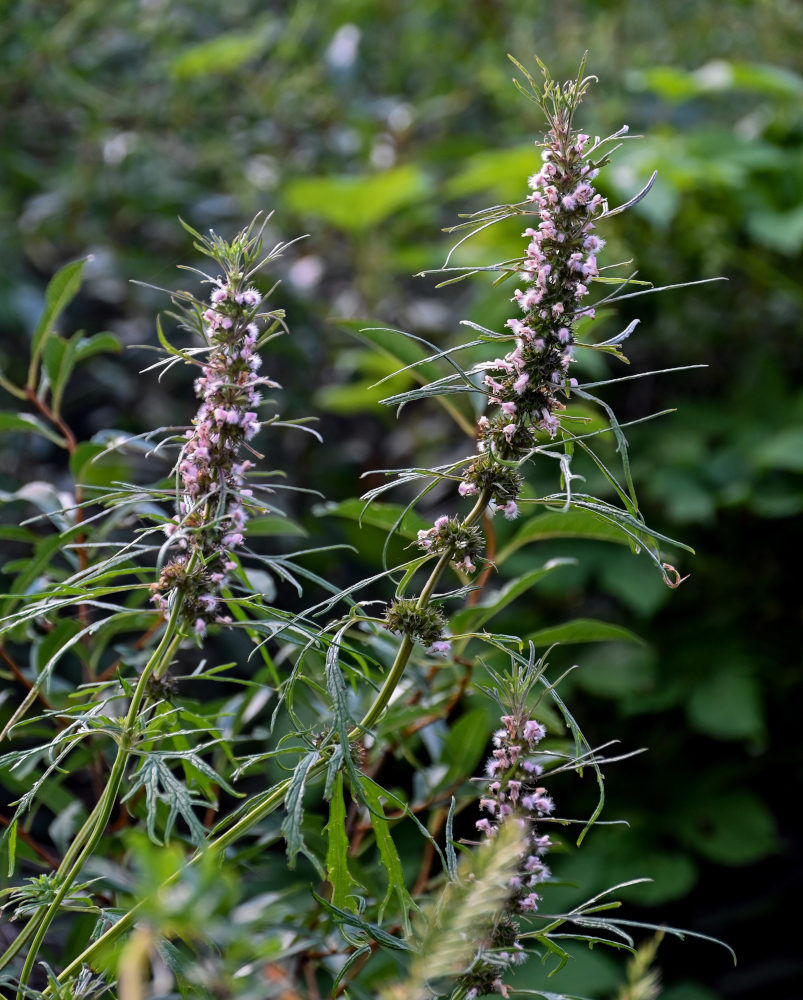 Изображение особи Leonurus glaucescens.