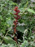 Orobanche alba подвид xanthostigma. Верхушка цветущего растения. Дагестан, Гунибский р-н, с. Гамсутль, ≈ 1400 м н.у.м., опушка березняка, заросли кустарников. 29.07.2022.