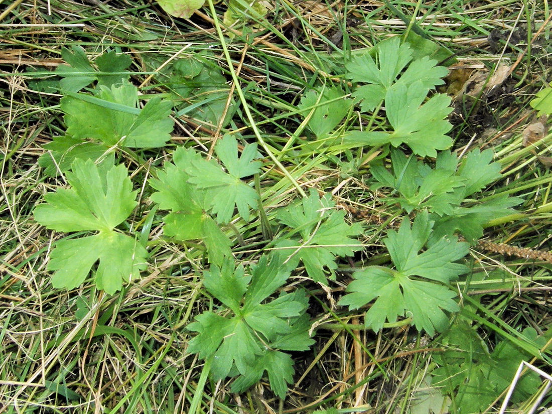 Изображение особи Ranunculus propinquus.