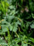 Carex arnellii