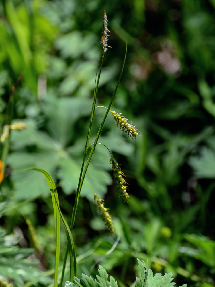 Image of Carex arnellii specimen.