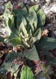 Verbascum gnaphalodes