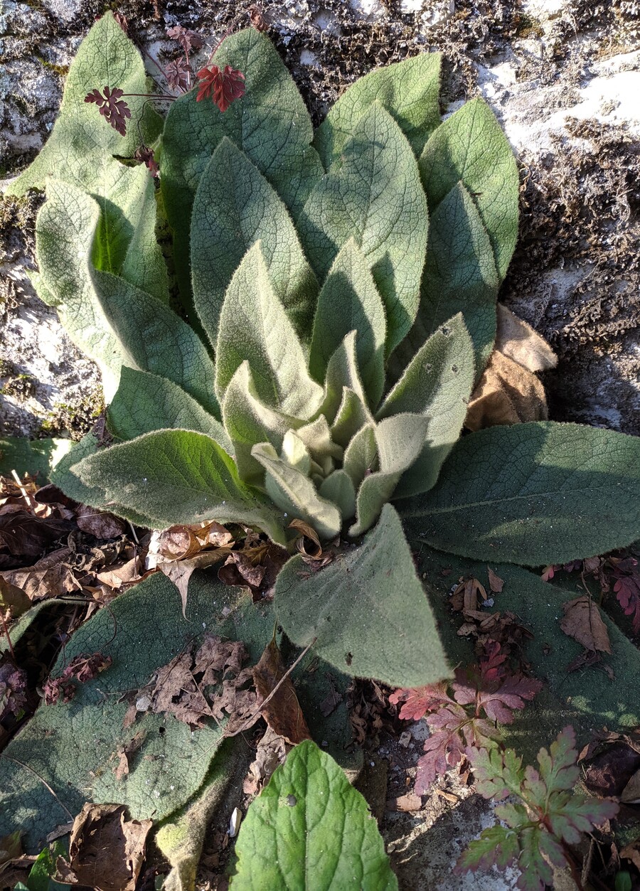 Изображение особи Verbascum gnaphalodes.