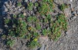 Potentilla miyabei