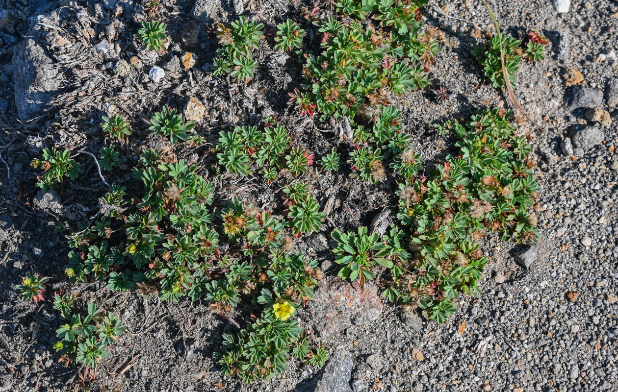 Изображение особи Potentilla miyabei.