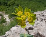 Bupleurum rotundifolium. Верхушка побега с соцветием. Краснодарский край, Абинский р-н, окр. станицы Шапсугская, скальное обнажение на склоне к р. Адегой. 12.06.2017.