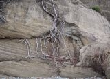 Pinus pityusa. Обнажённая прибоем корневая система взрослого дерева. Абхазия, Гудаутский р-н, Мюссерский лесной массив, песчано-галечный крутой склон, побережье. 15.04.2024.