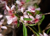 Amygdalus nana