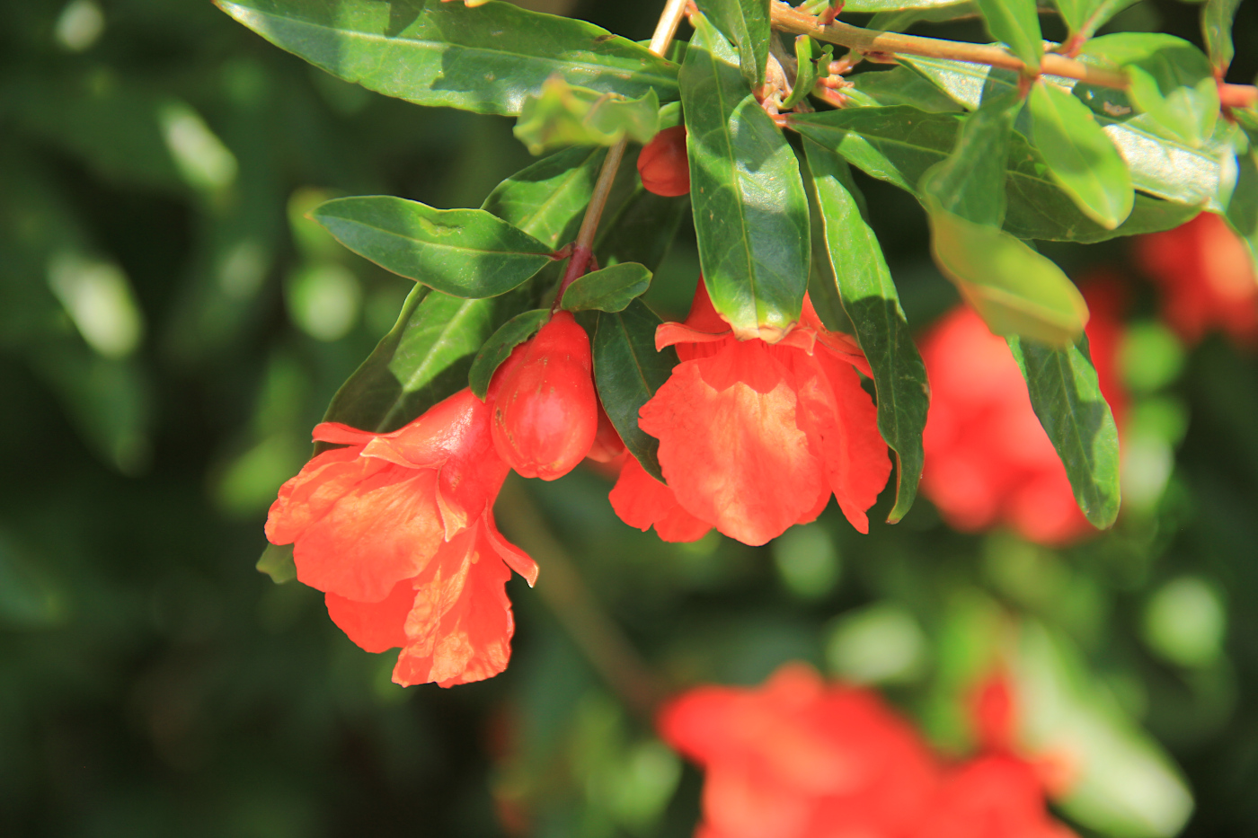 Изображение особи Punica granatum.