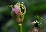 Angelica sylvestris