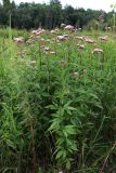 Eupatorium cannabinum