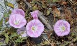 Convolvulus arvensis