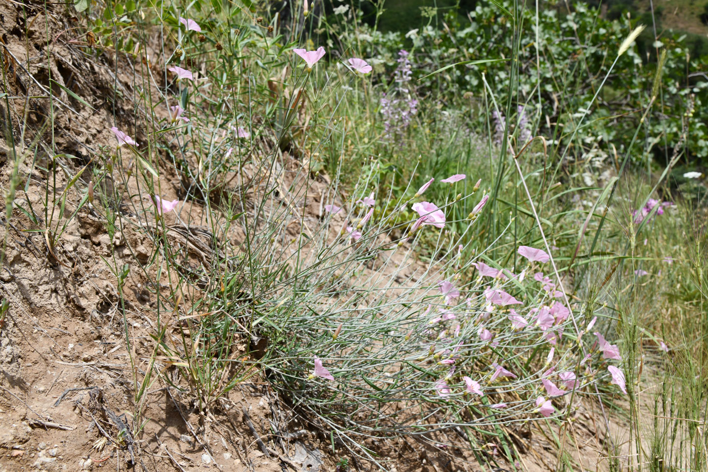 Image of Convolvulus pseudocantabrica specimen.