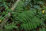 Athyrium filix-femina