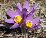 Pulsatilla patens