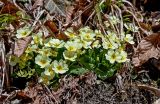 Primula vulgaris. Цветущие растения. Краснодарский край, Сочи, Адлерский р-н, горнолыжный курорт \"Роза Хутор\", широколиственный лес. 12.03.2025.