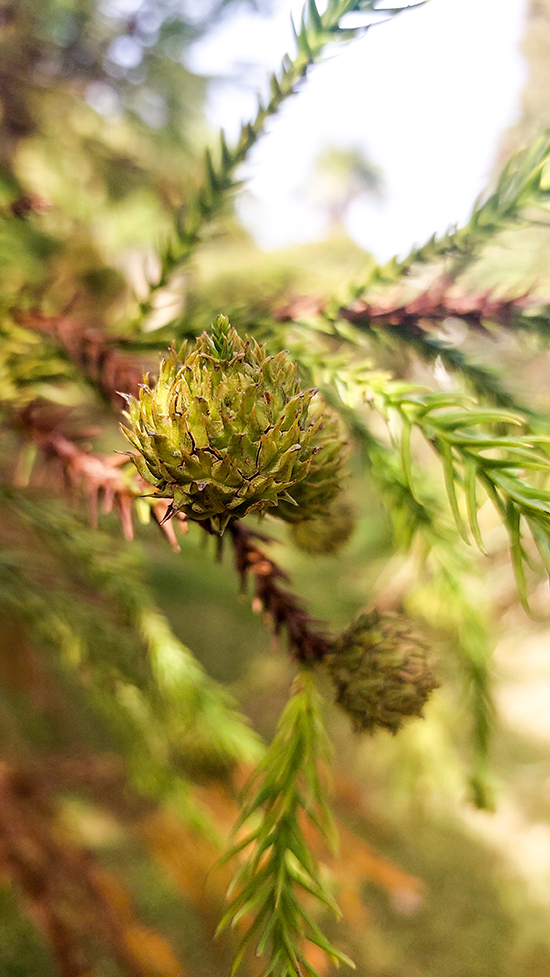 Изображение особи Cunninghamia lanceolata.