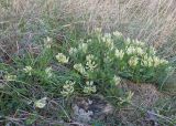Astragalus resupinatus
