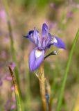 Iris oxypetala