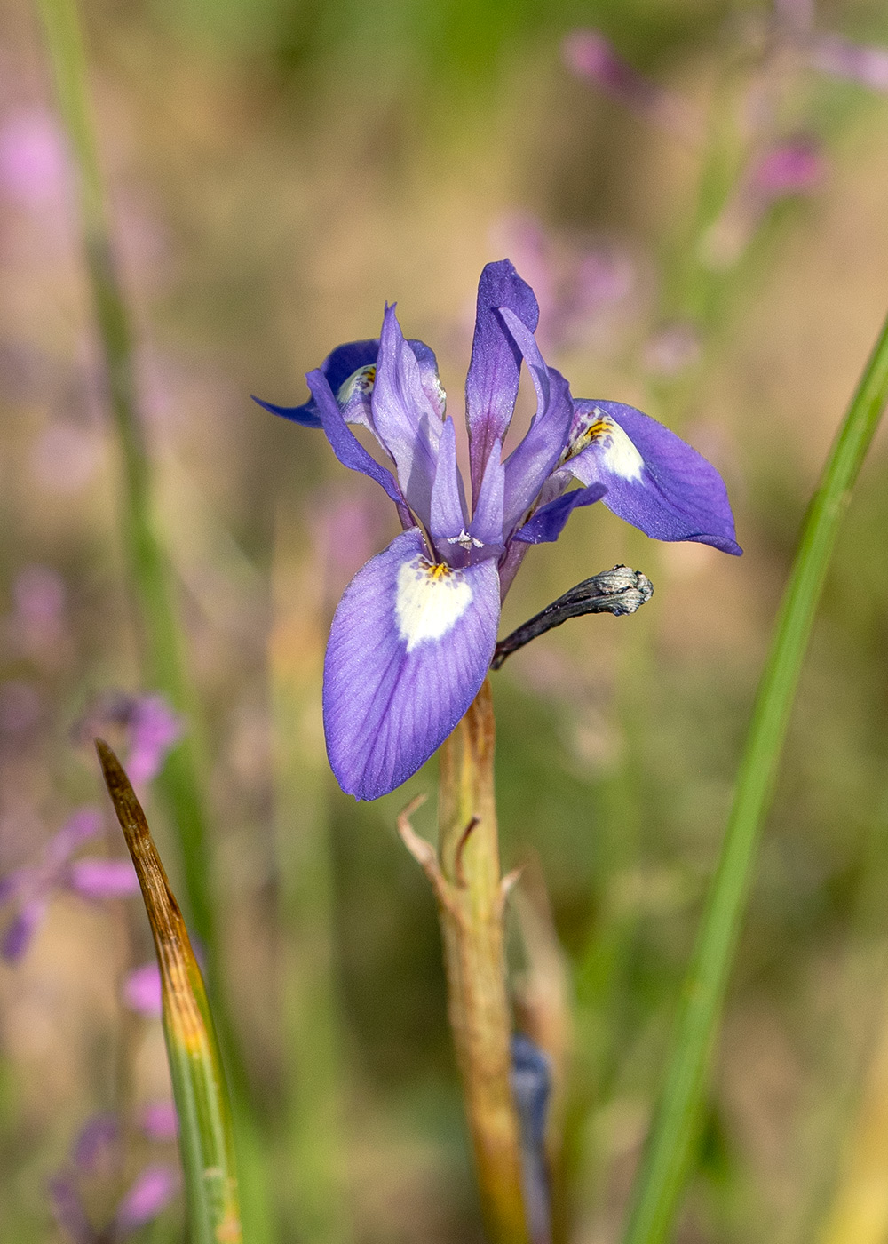Image of Moraea sisyrinchium specimen.