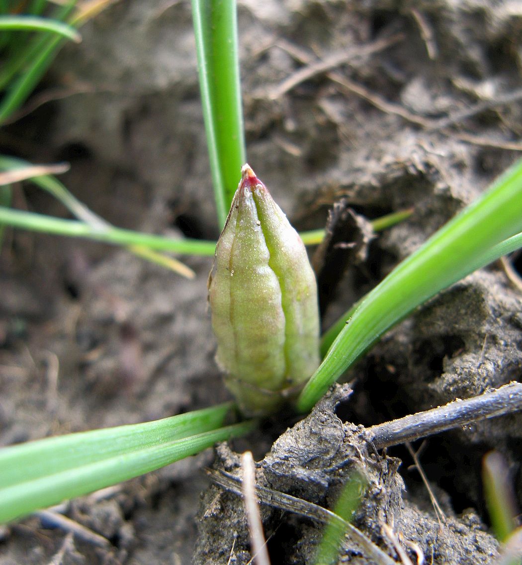 Image of Colchicum arenarium specimen.