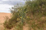 род Tragopogon
