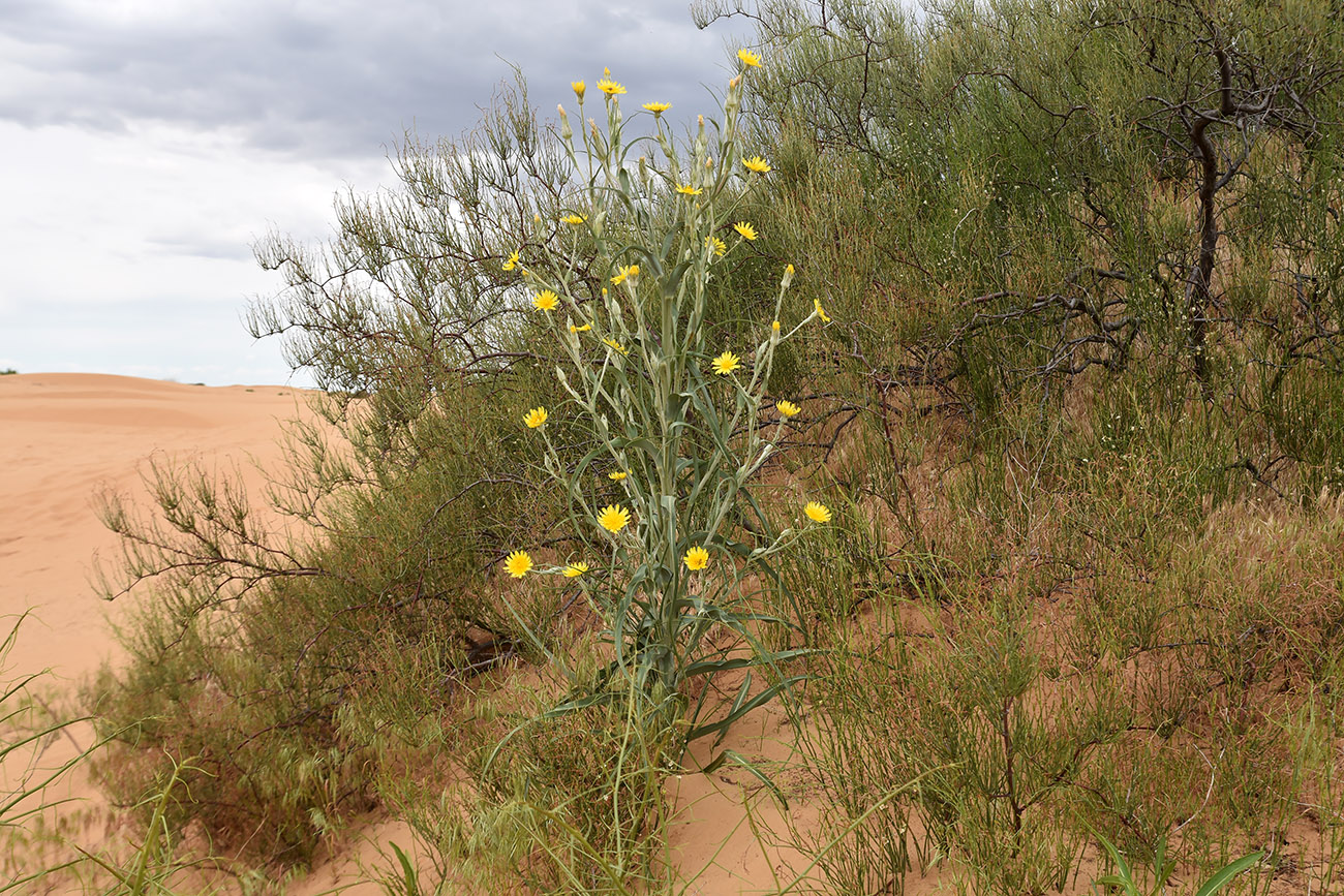 Image of genus Tragopogon specimen.