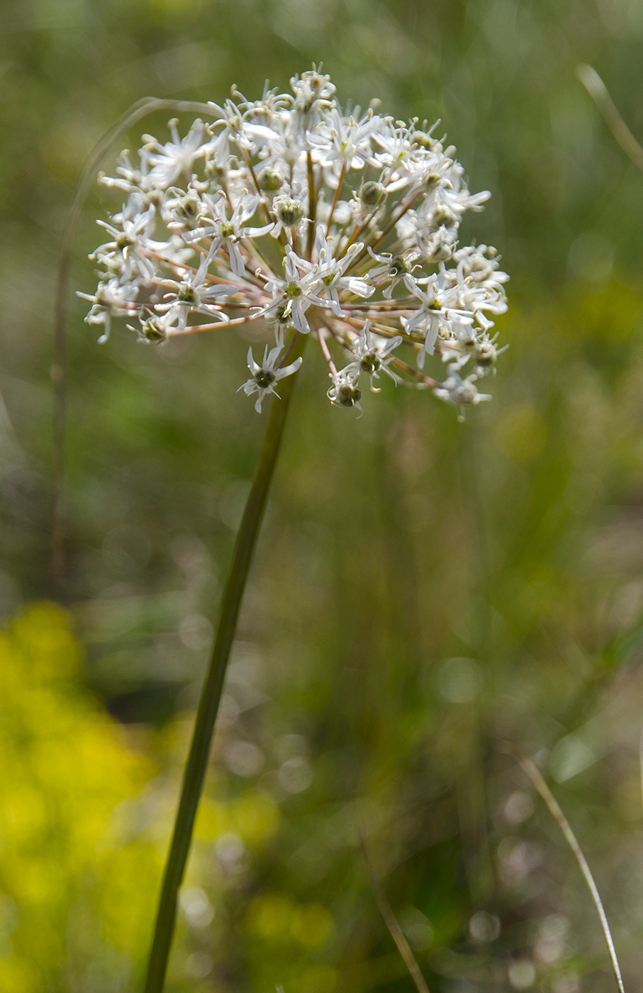 Изображение особи Allium decipiens.