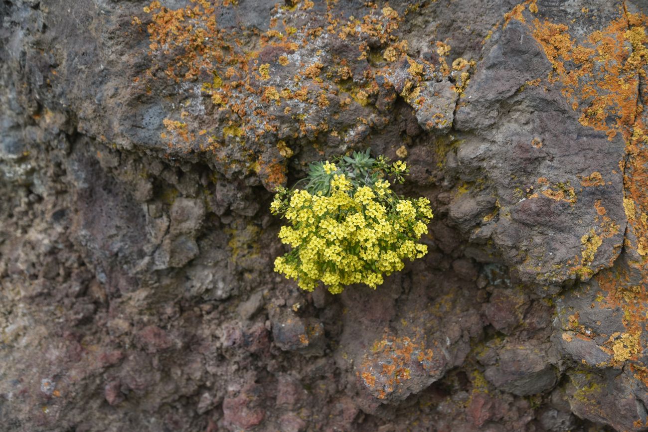 Image of Draba rosularis specimen.