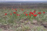 Tulipa suaveolens. Цветущие растения. Волгоградская обл., Ольховский р-н, правый берег р. Иловля 2,5 км ниже с. Стефанидовка, степь в верхней части меловых гор. 02.05.2011.