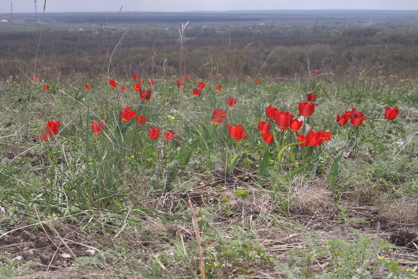 Image of Tulipa suaveolens specimen.