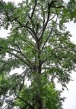 Ginkgo biloba. Верхняя часть кроны старого дерева. Китай, пров. Аньхой, дер. Хунцунь, в культуре. 28.05.2025.