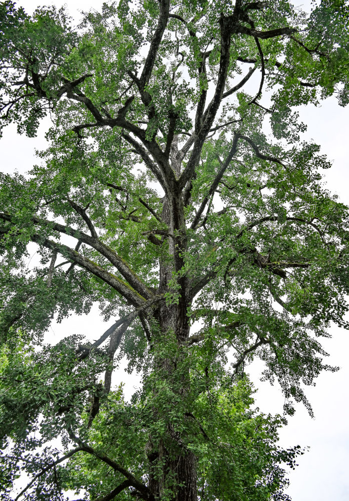 Image of Ginkgo biloba specimen.