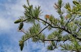 Pinus armandii