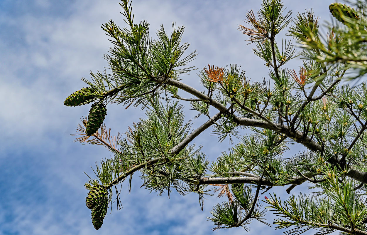 Image of Pinus armandii specimen.