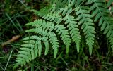 Pteridium pinetorum