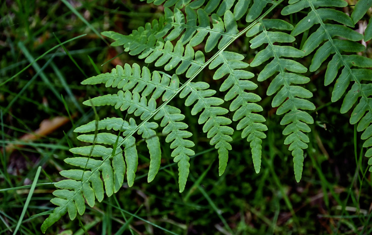 Image of Pteridium pinetorum specimen.