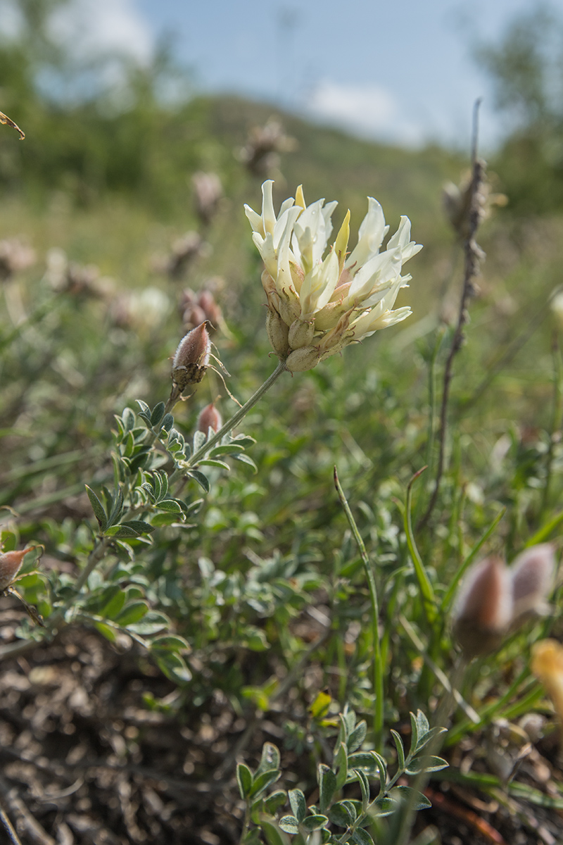 Изображение особи Astragalus albicaulis.