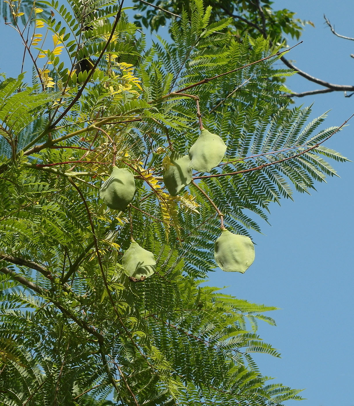 Image of Jacaranda mimosifolia specimen.