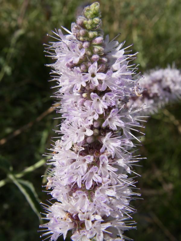 Image of Mentha asiatica specimen.