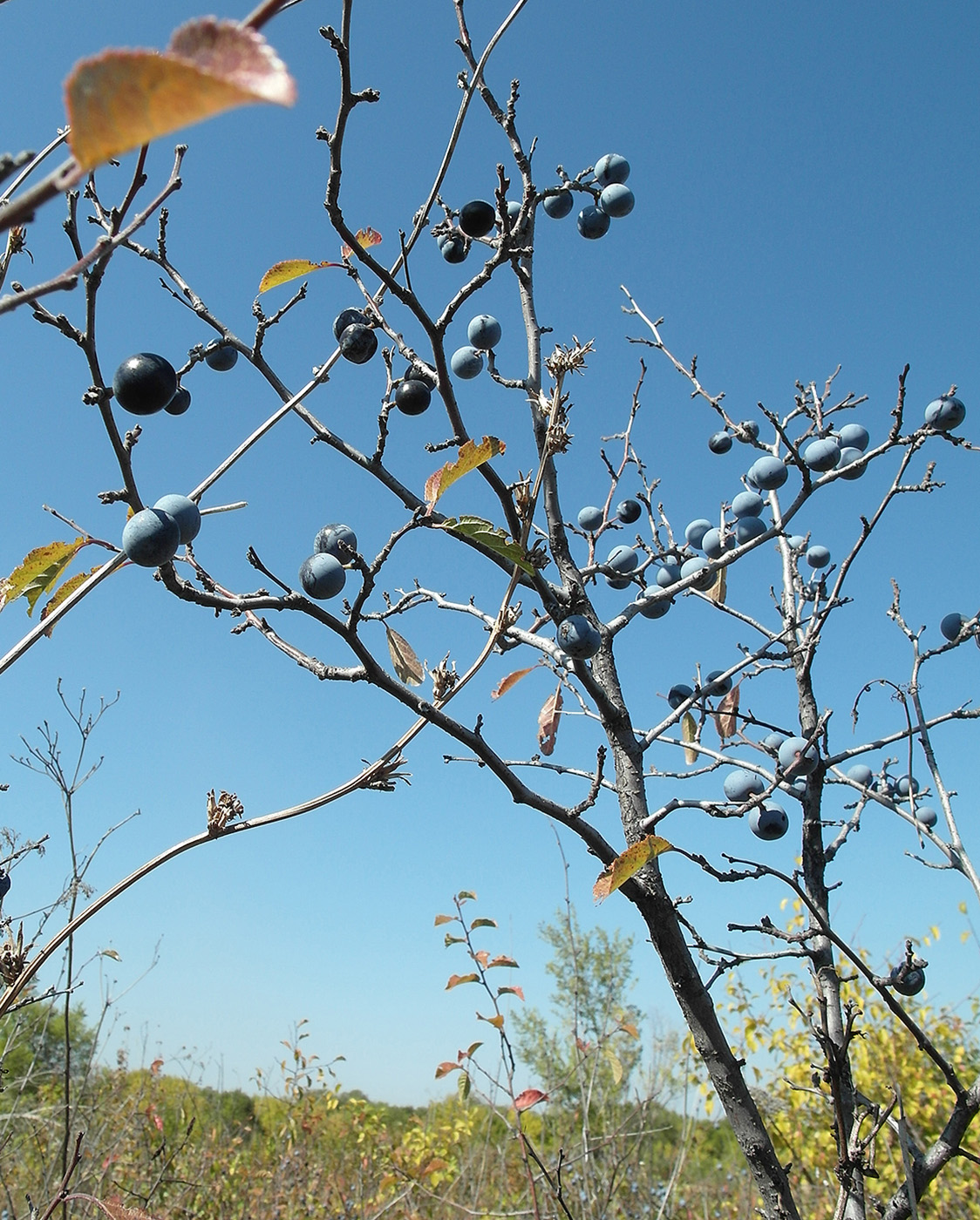 Изображение особи Prunus spinosa.