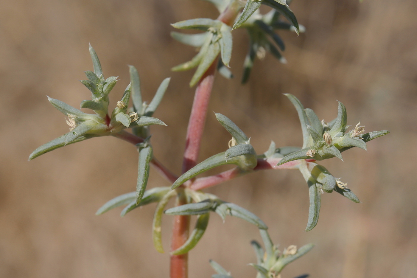 Image of Petrosimonia brachiata specimen.