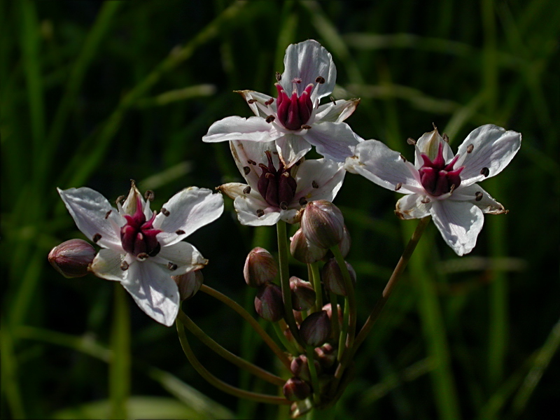 Изображение особи Butomus umbellatus.