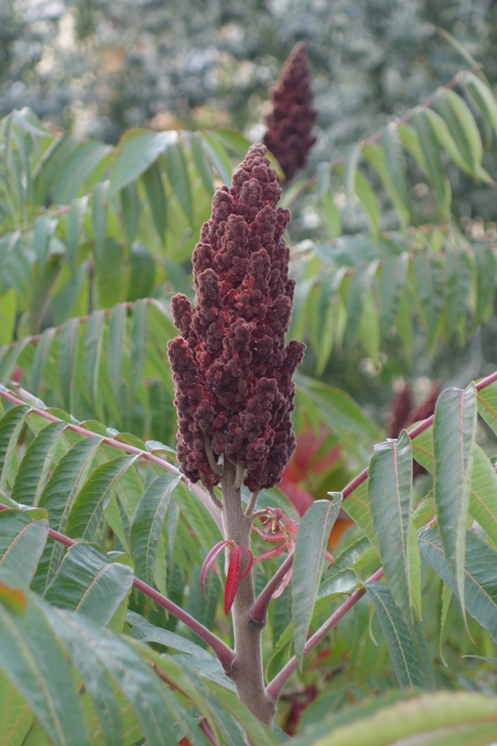 Изображение особи Rhus typhina.